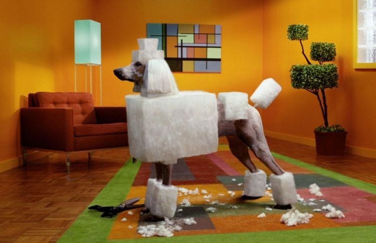 Photo d'un chien avec une coupe de cheveux carrée