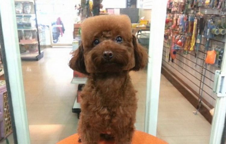 Le chien se fait couper les cheveux au carré.