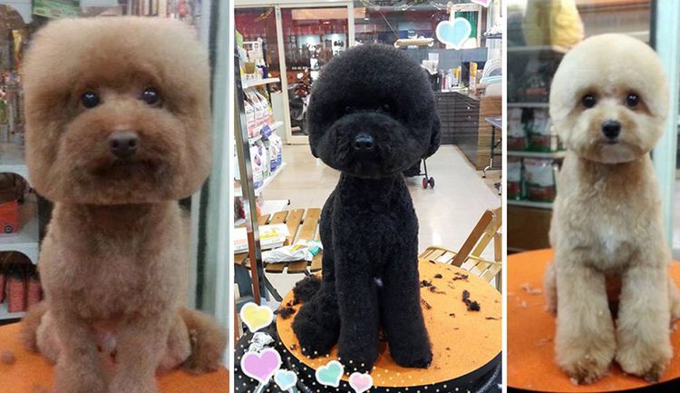 Un chien avec une coupe de cheveux carrée