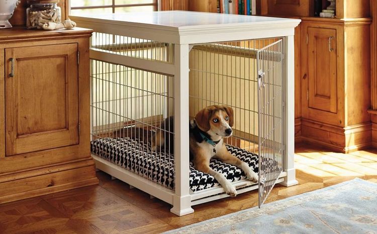 Un chien dans un enclos domestique