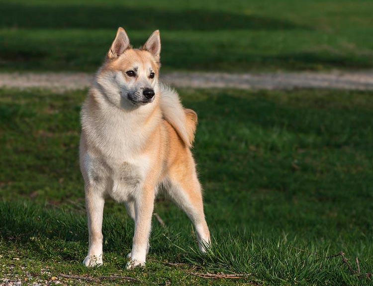 Chien de race Buhund norvégien