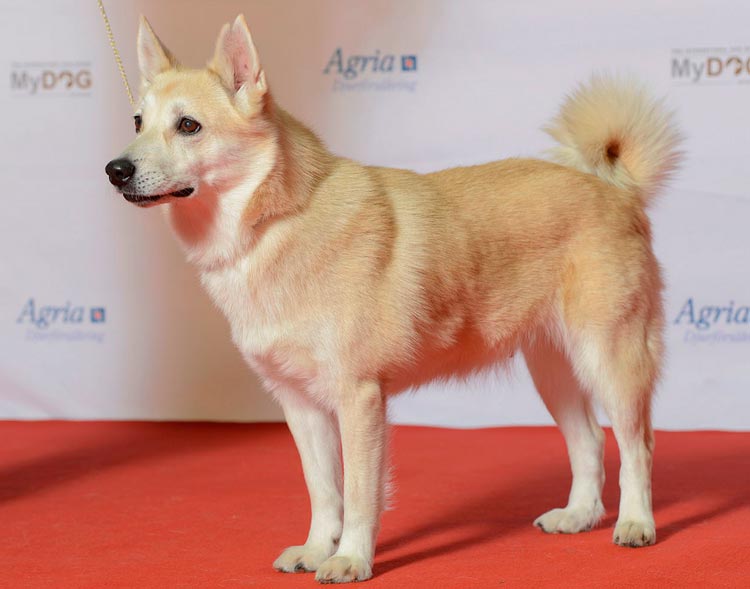 Le Buhund norvégien lors d'un spectacle