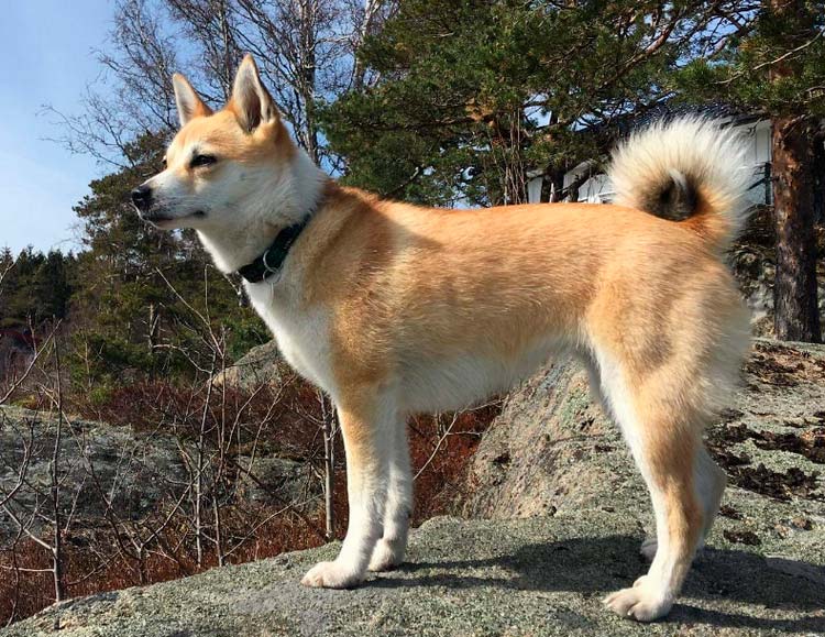 À quoi ressemble un Lundehund norvégien ?