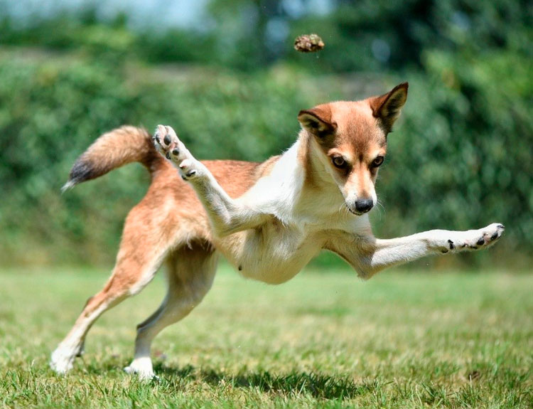 Une race inhabituelle : le Lundehund norvégien