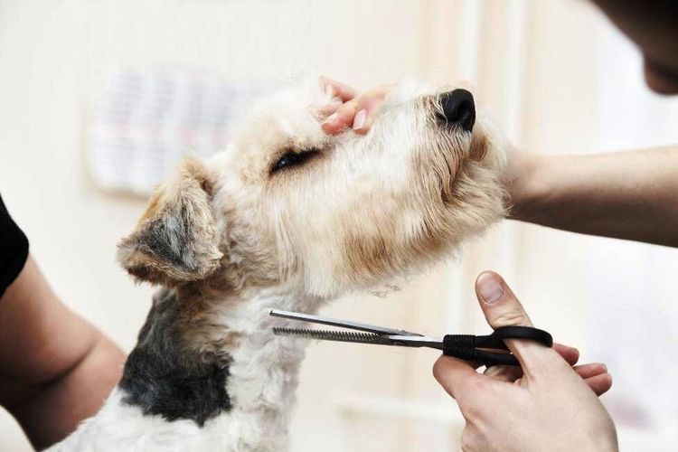 Les chiens sont coupés avec des ciseaux