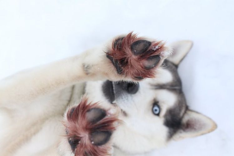 Dois-je couper les poils entre les coussinets de mon chien ?