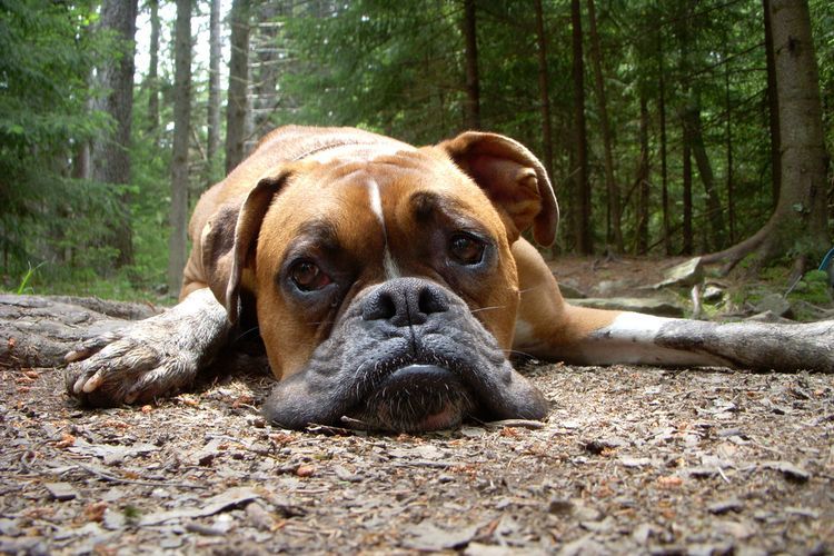 Un bouledogue triste dans la forêt
