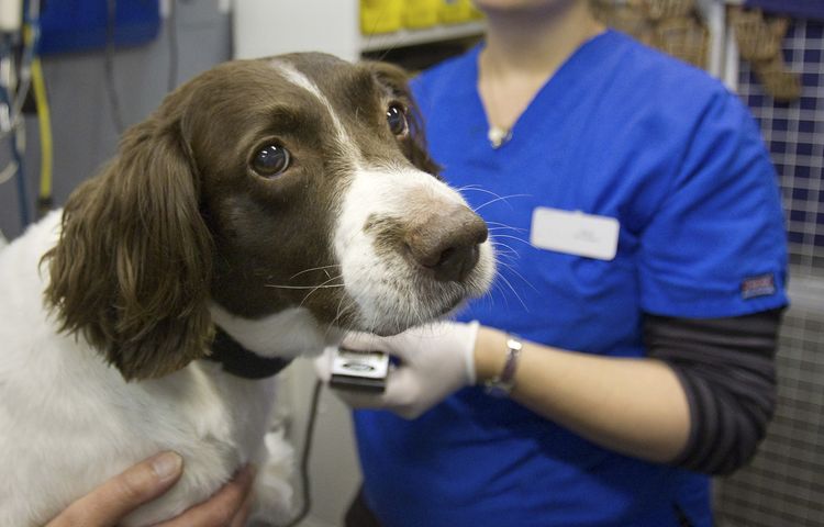 Examen d'un chien à la clinique