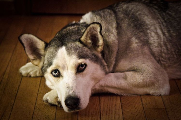 Le husky a un cancer.