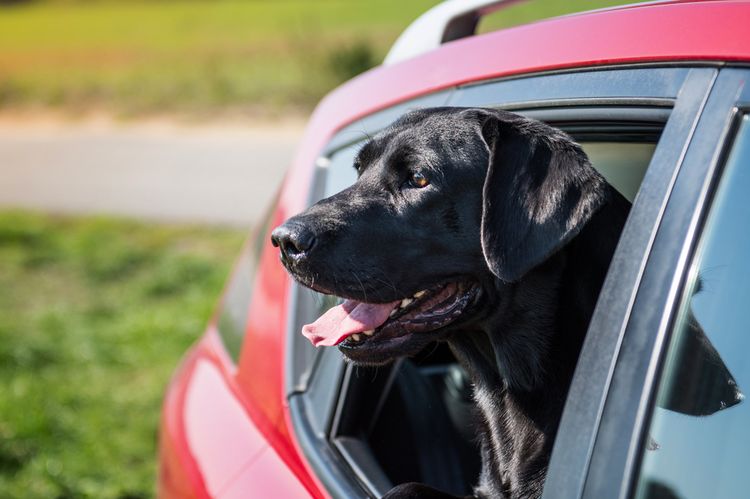 Chien dans la voiture