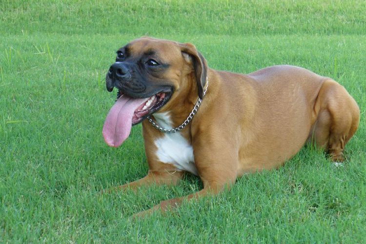 Le chien tire la langue sous la chaleur.