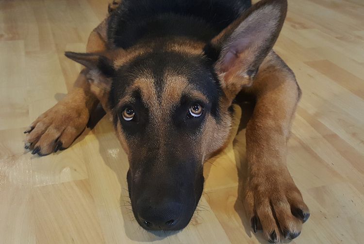 Un chien de berger urine après la castration.