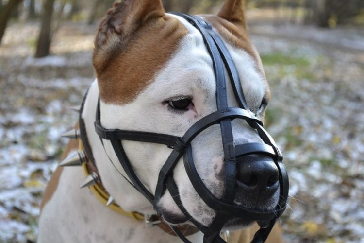 Un chien avec une muselière