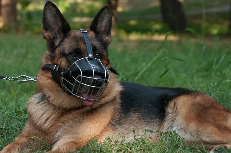 Berger avec une muselière