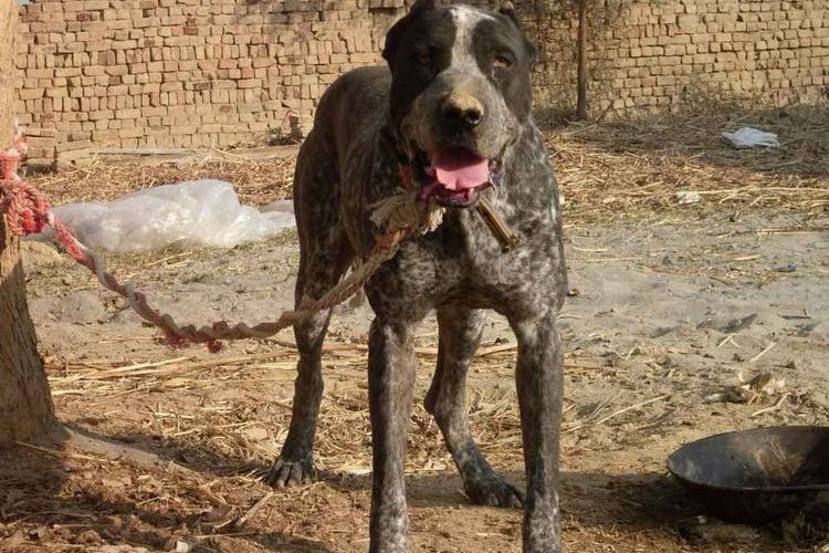 Bully kutta