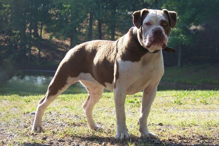 Bouledogue Alapaha (Otto)