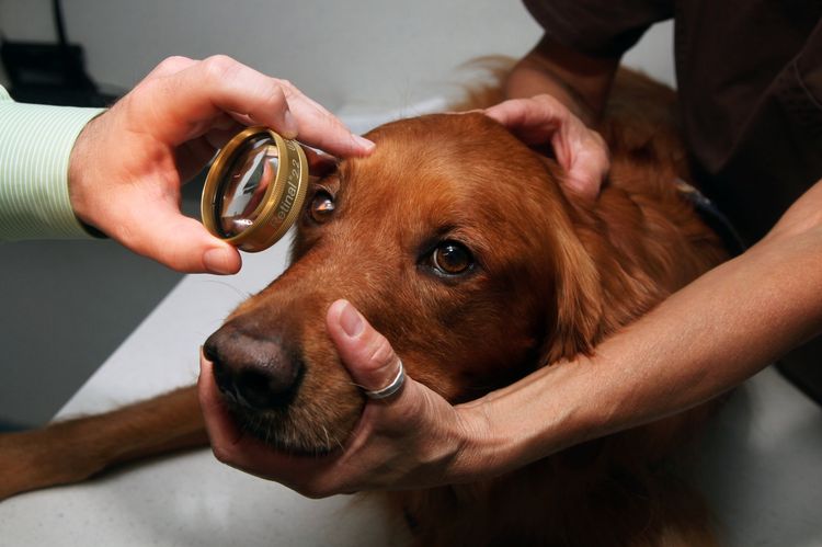 Un ophtalmologiste examine un chien