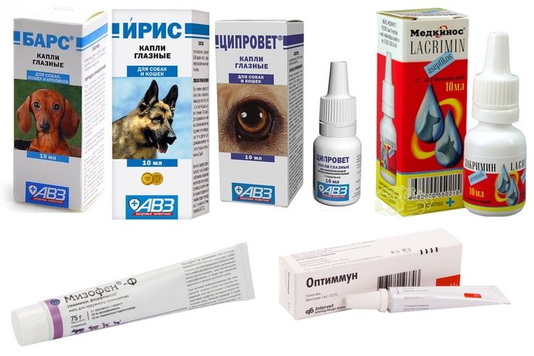 Gouttes pour le traitement des lésions cornéennes chez le chien