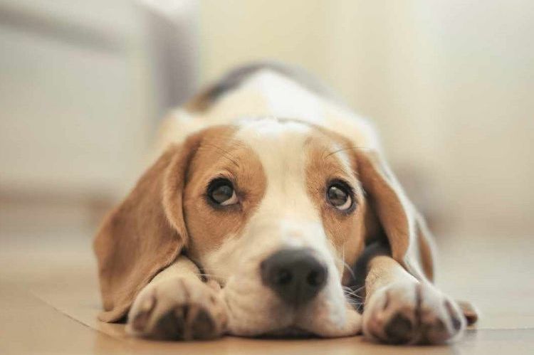 Lésions cornéennes chez un chien