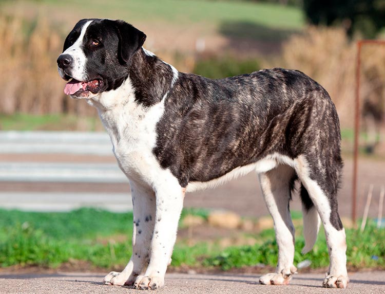 Standard de race Rafeiro do Alentejo