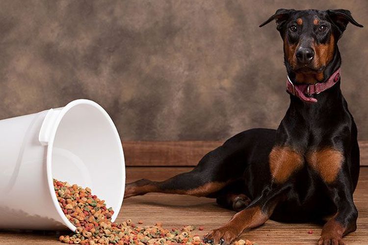 Le doberman a renversé de la nourriture sèche.