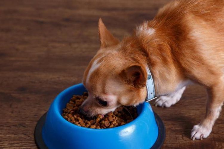 Le chien mange dans une gamelle.