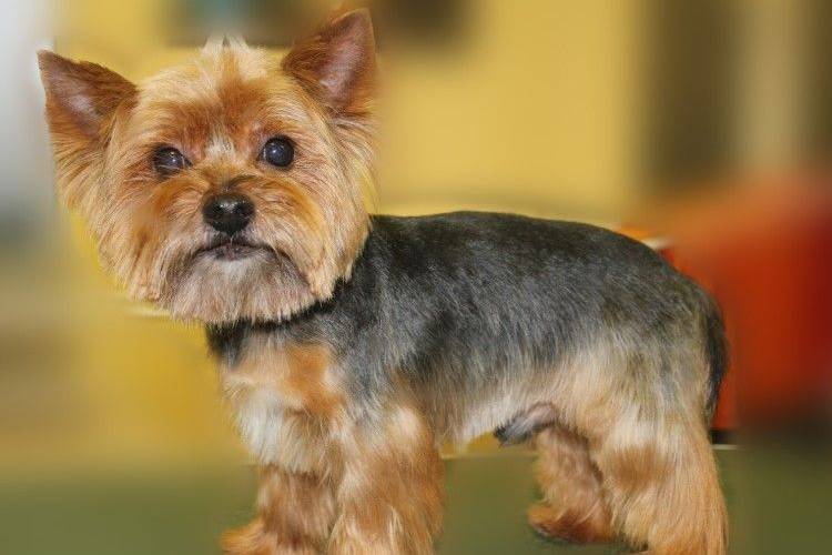 shemy-strizhek-sobak-po-rodam (1) Modèle de coupe de cheveux pour Yorkshire