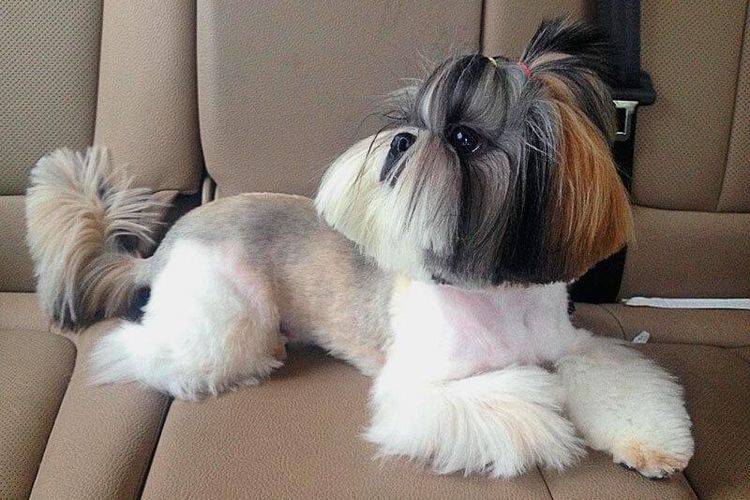 shemy-strizhek-sobak-po-rodam (10) Modèle de coupe de cheveux Shih Tzu