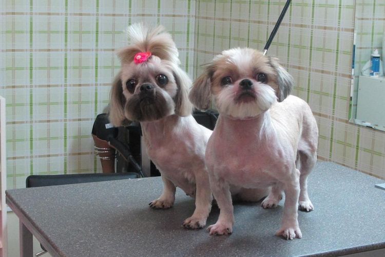 shemy-strizhek-sobak-po-rodam (11) Modèle de coupe de cheveux Shih Tzu