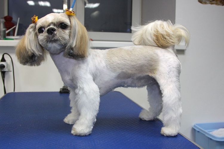 shemy-strizhek-sobak-po-rodam (12) Modèle de coupe de cheveux Shih Tzu