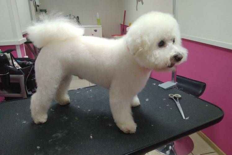shemy-strizhek-sobak-po-rodam (13) Tableau des coupes de cheveux pour Bichon Frisé