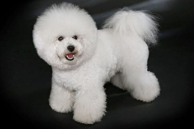 shemy-strizhek-sobak-po-rodam (16) Tableau des coupes de cheveux pour Bichon Frisé