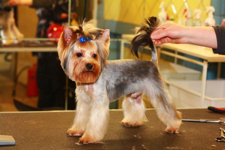 shemy-strizhek-sobak-po-rodam (2) Modèle de coupe de cheveux pour Yorkshire