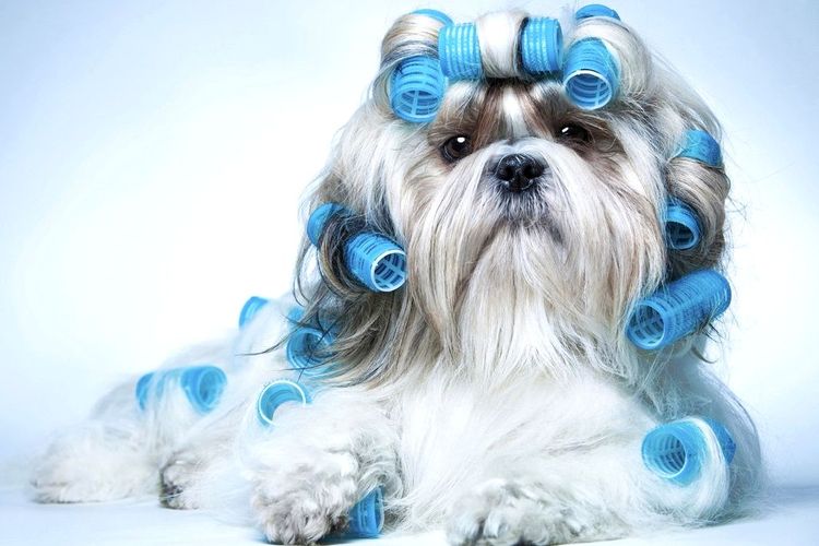 Tableau des coupes de poils pour chiens par race