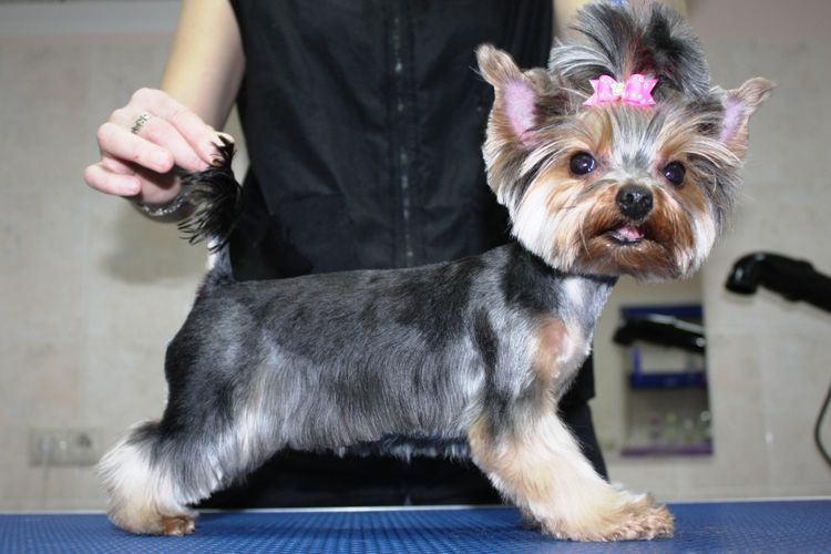 shemy-strizhek-sobak-po-rodam (3) Modèle de coupe de cheveux pour Yorkshire