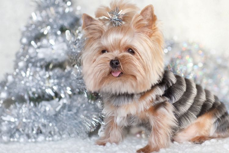 shemy-strizhek-sobak-po-rodam (4) Modèle de coupe de cheveux pour Yorkshire