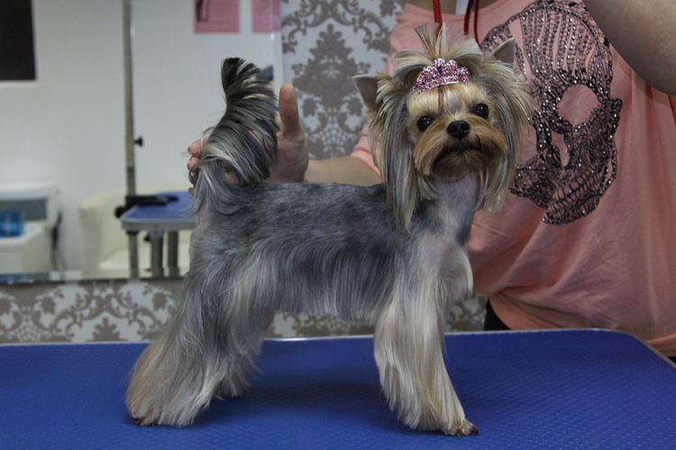 shemy-strizhek-sobak-po-rodam (5) Modèle de coupe de cheveux pour Yorkshire