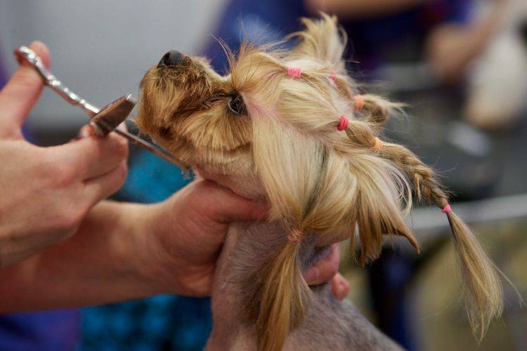 shemy-strizhek-sobak-po-rodam (6) Modèle de coupe de cheveux pour Yorkshire