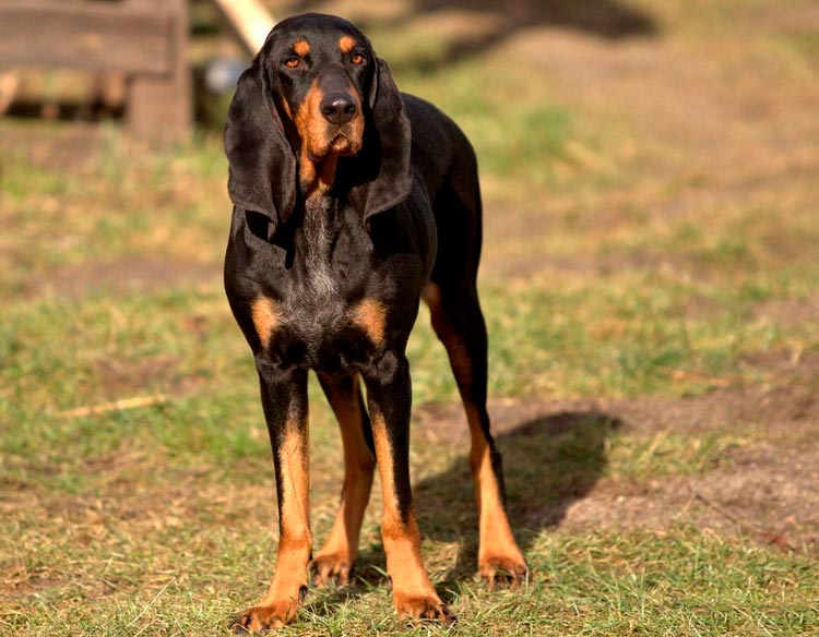 Chien jurassique suisse