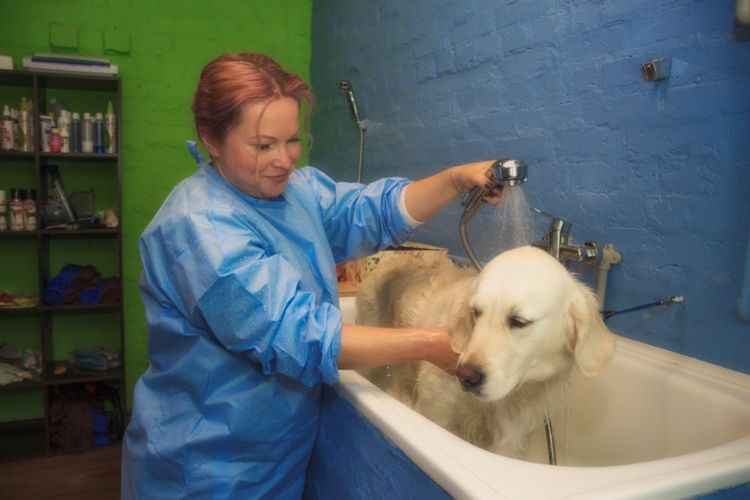 Un toiletteur lave un labrador.