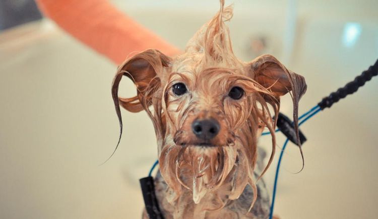Le chien est lavé au salon