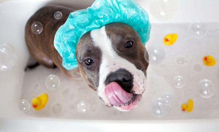 Combien coûte le lavage d'un chien en salon de toilettage ?