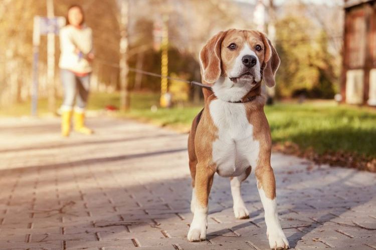 Promenade de chien à l'heure