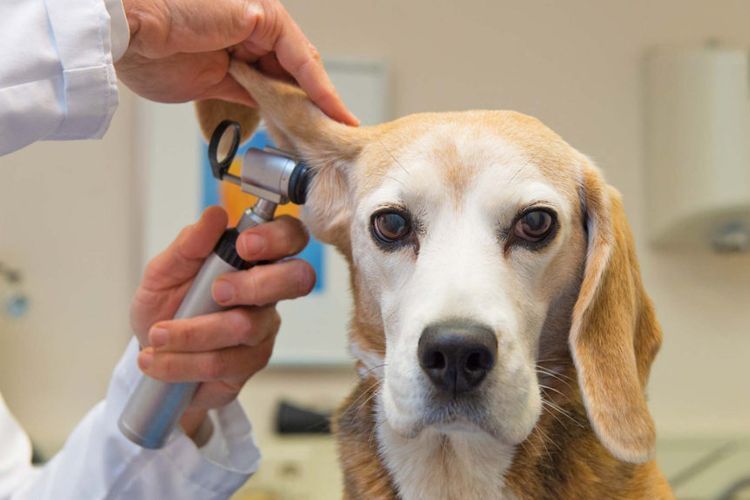 Examiner les oreilles d'un chien