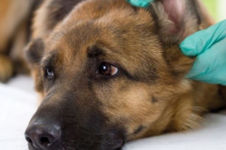 Examen des oreilles d'un chien de berger