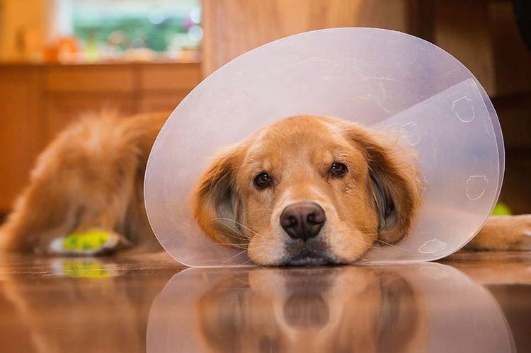 Collier élisabéthain sur un chien