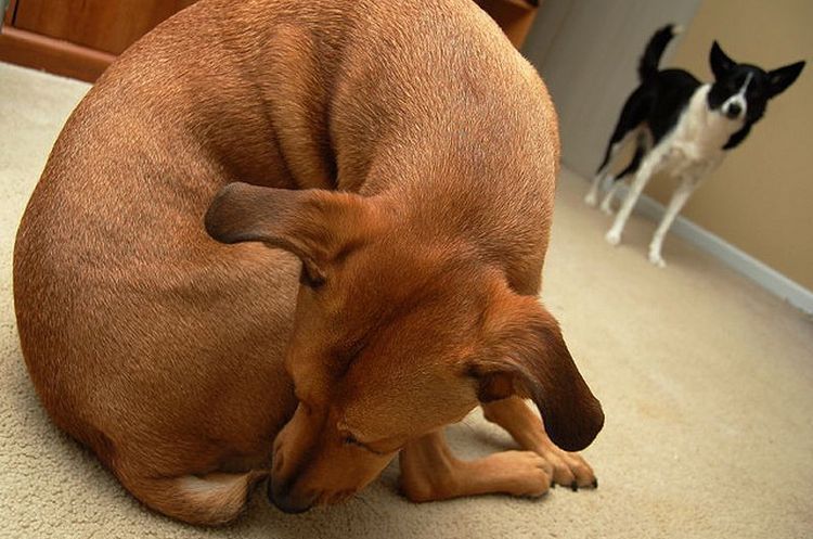 Le chien se lèche les parties génitales