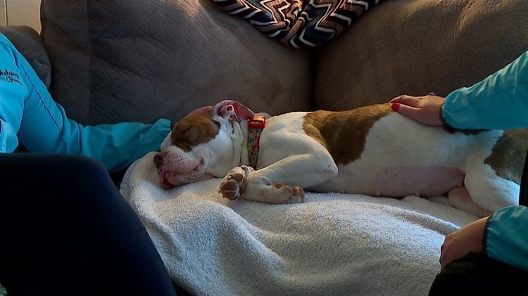 Réduction du prolapsus utérin chez une chienne