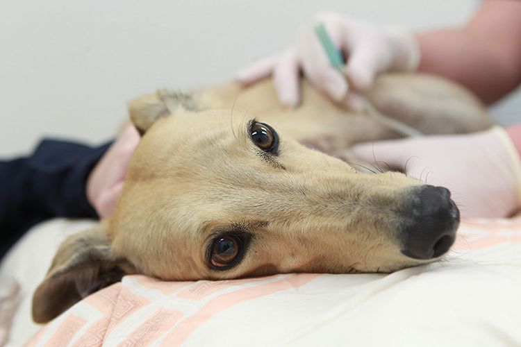 Prélèvement sanguin chez un chien à domicile