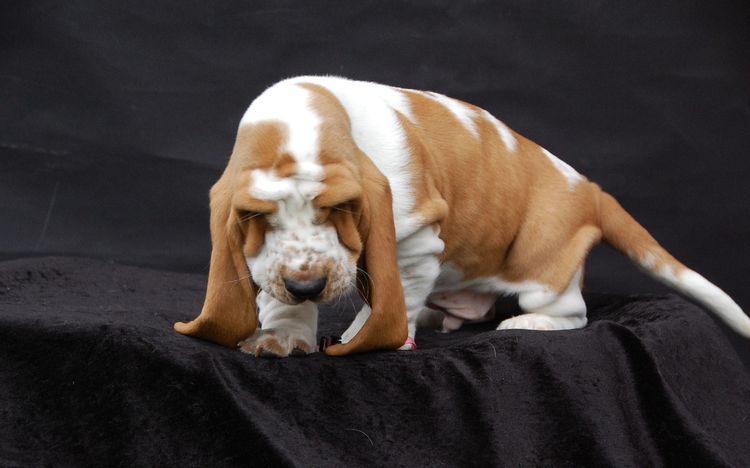 Basset